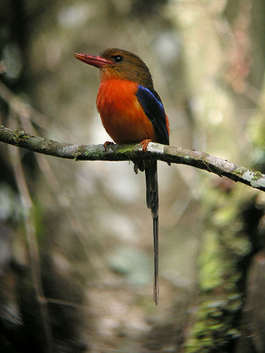 Brown-headed paradise kingfisher